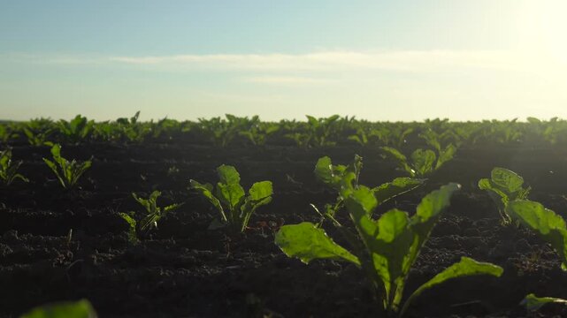 Growing sugar beets under the bright sun in a field during late afternoon
