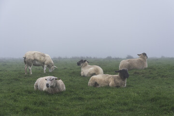 Sheeps grazing in a meadow during fog