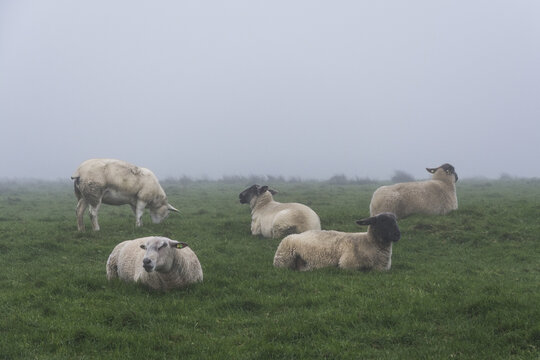 Sheeps grazing in a meadow during fog