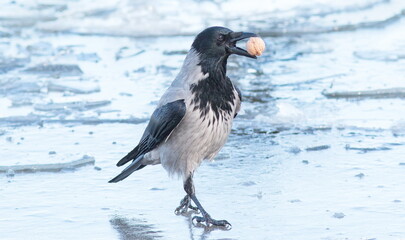 crow in the snow