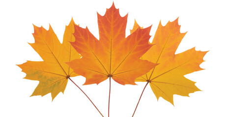 Obraz premium Three orange and yellow maple leaves on white autumn