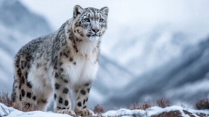 Majestic snow leopard in its natural habitat, a stunning wildlife portrait
