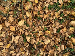 autumn yellow leaves on the grass, background