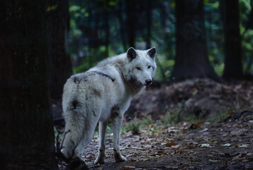Wolf howling standing in forest and looking at camera