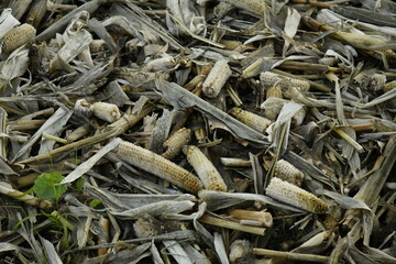 Restes des plants de maïs jonchant le sol après moisson à Écaussinnes d'Enghien (Soignies)