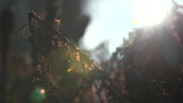 Backlit dry plant withered by sunlight. Media