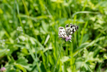 Marbled White (Melanargia galathea) butterfly sitting on a small scabious in Zurich, Switzerland