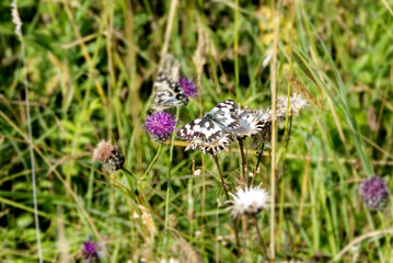 Marbled White (Melanargia galathea) butterfly sitting on a pink scabiosa in Zurich, Switzerland