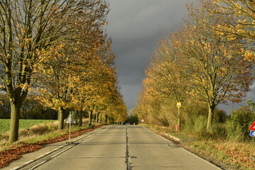 Obraz premium Route à deux bandes entre les platanes sous le soleil et nuages gris en automne à Écaussinnes-d'Enghien (Soignies)