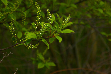 Gemeine Traubenkirsche