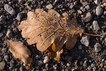 Oak Leaf with Water Droplets