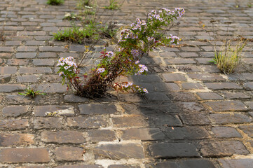 Flowers bloom through the brick.