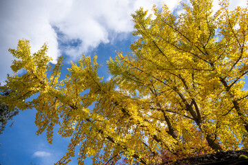 Autumn Tree Reaching for the Sky