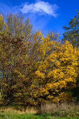 Golden Leaves Under a Blue Sky