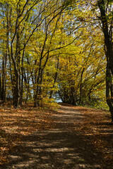Golden Light on a Forest Path
