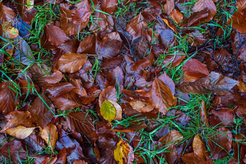 Wet fallen autumn leaves on the grass.