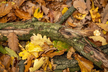 Decaying Branch on Autumn Leaves