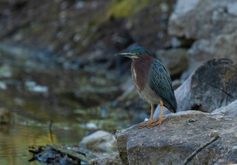 Daper Green Heron