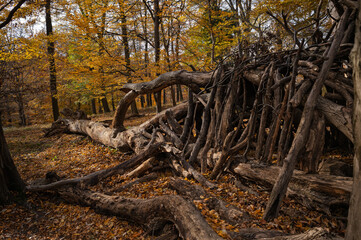 Autumnal Fallen Tree Shelter