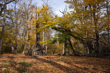 Trees in Autumnal Splendor