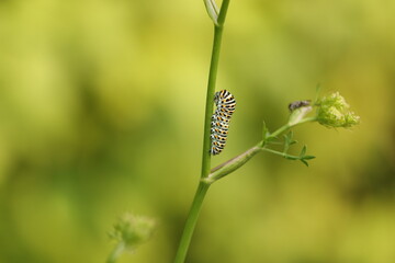 bruco di farfalla macaone