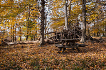 Autumn Picnic in the Woods