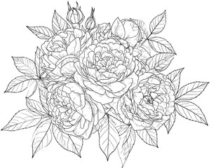 Fototapeta premium A monochrome line art rendering of roses, buds, and leaves in an intricate pattern