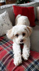 Maltipoo stretching on couch surrounded by Christmas pillows.
