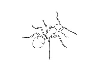 A minimalist line drawing of an ant facing downwards on a plain white background