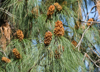 Canary Island pine (lat.- Pinus canariensis)