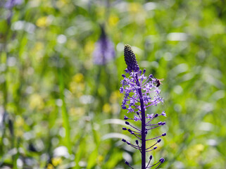 Beautiful Campanulata Blue (lat.- Scilla hyacinthoides)