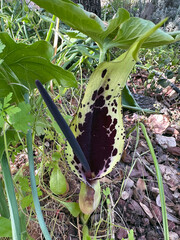 Beautiful Spotted arum flower (lat.- Arum dioscoridis)