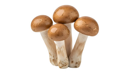 Fototapeta premium Cluster of Brown Beech Mushrooms on White Background.