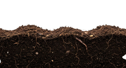 Cross section of rich dark soil with visible plant roots.
