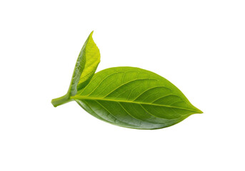 Vibrant green plant sprout with delicate veins, lush texture, isolated on a transparent studio background with soft shadow, expansive negative space. Concept of organic purity and new beginnings