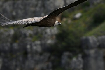 Griffin Vulture, Gyps fulvus, in flight over a mountain landscape