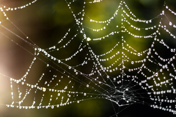 Close-up of a spider web covered in sparkling dewdrops against a soft, blurred natural background. The intricate pattern and morning light create a magical, delicate atmosphere.