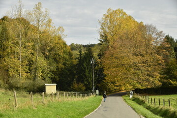 Les arbres d'un bois en automne à Sosoye (Anhée-Dinant)