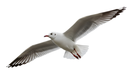 Isolated seagull ,  seagull isolated on white 