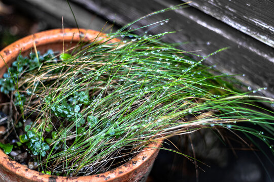 A close-up of a potted plant with fresh green grass and dewdrops. Natural textures, wet leaves, and soft lighting create a feeling of freshness and tranquility.