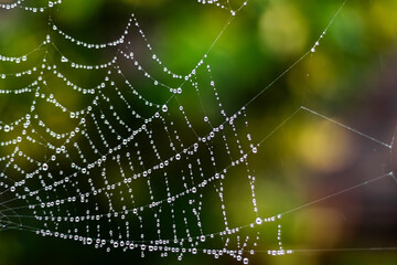 Naklejka premium Spider web with dew drops