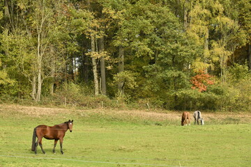 Chevaux en libert&eacute; dans une prairie le long d'un bois en automne &agrave; Sosoye (Anh&eacute;e-Dinant)