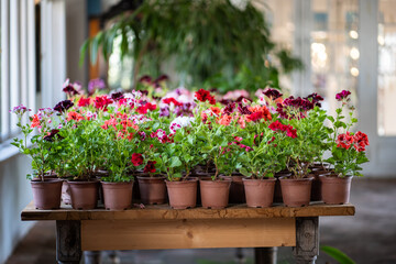 Many colorful blooming geranium flowers in pots standing on wooden table in cozy local eco plant store. Decorative potted houseplants on display at greenhouse for sale, gardening shop selling plants.