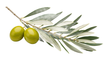 Isolated Olive Branch