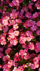 Vibrant Pink Flowers and Green Leaves Creating a Dense Floral Background