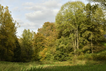 La beauté de l'automne de la forêt à Sosoye (Anhée-Dinant)