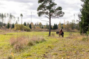 Fototapeta premium Icelandic horse ghostrider