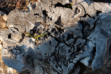con textura, roca, gemas, naturaleza, dechado, textura, abstracta, recubrir, muro, corteza, árbol, madera, café, nativo, fondo, viejo, áspero, material, mineral, detallar, close-up
