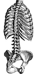Detailed vintage anatomical drawing of human ribcage, pelvis and spine for medical study or educational illustration, conveying history and knowledge
