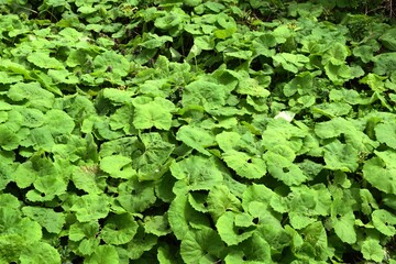 自生しているフキ